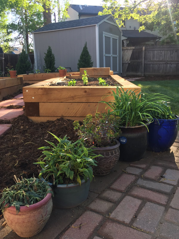 Wooden raised garden bed with drip irrigation for herbs and vegetables in Arvada, Colorado. 