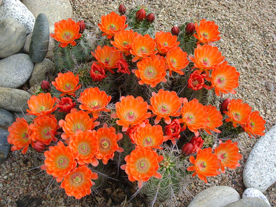 Flower cacti for water wise garden design in Denver, Colorado.