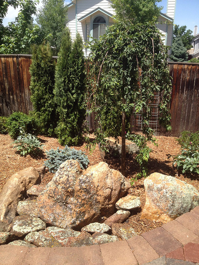 Tree and shrub selection with water wise ground covering for home landscaping in Denver, Colorado. 