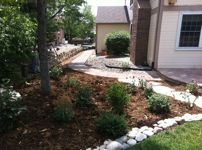 Ground covering and drought tolerant shrubs for a side yard landscape with xeriscaping principles. 