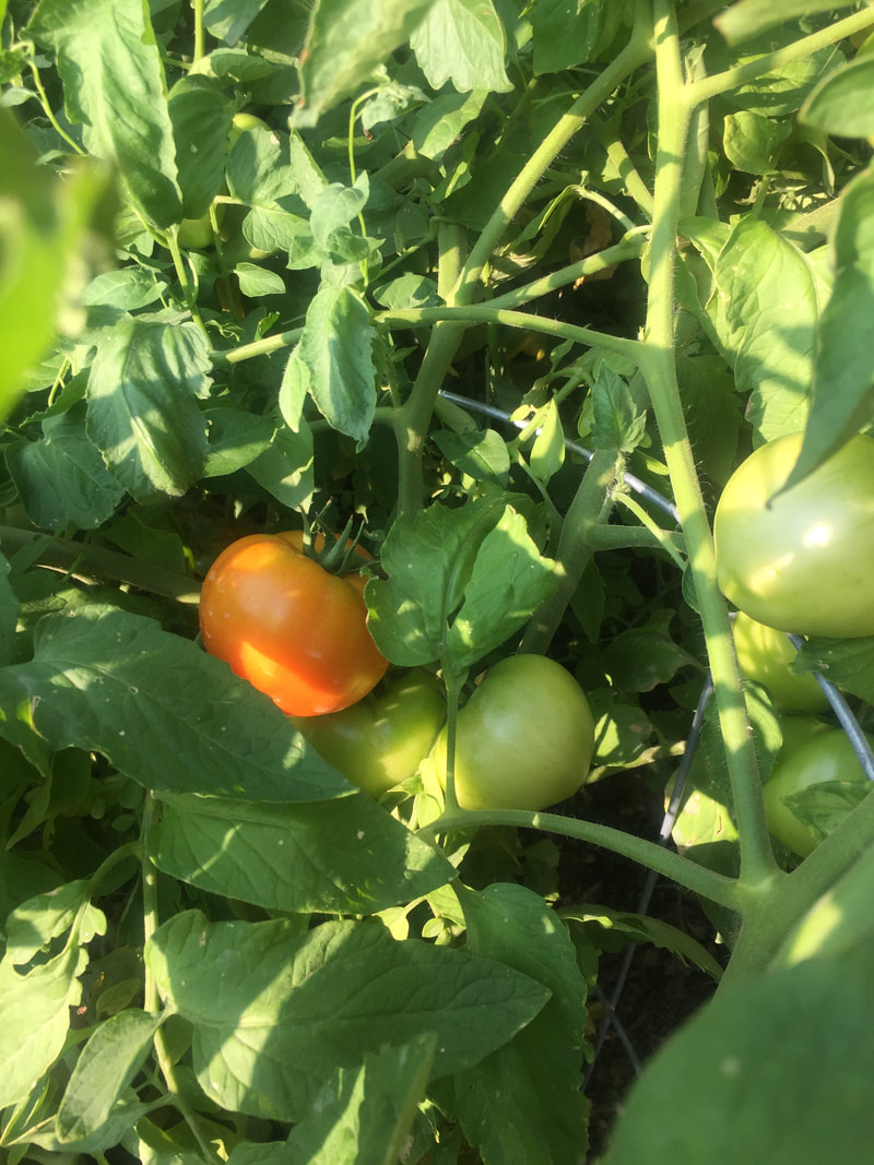 Heirloom tomatoes grown by Arterra Principal in Arvada, Colorado. 