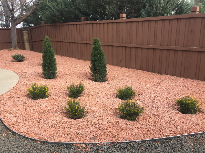 Red rock ground covering and drought tolerant shrubs and trees for a backyard landscape in Broomfield, Colorado. 