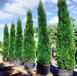 Picture of tall and slender Emerald Arborvitae trees for privacy. 