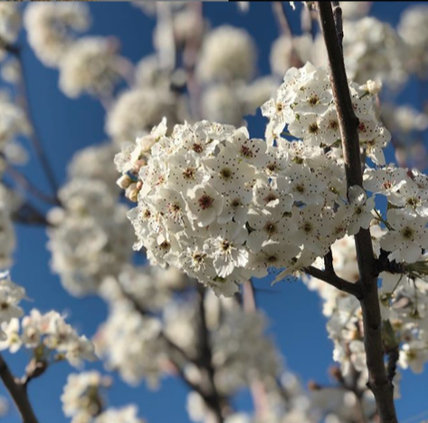 Picture of an Aristocrat pear tree in bloom. 