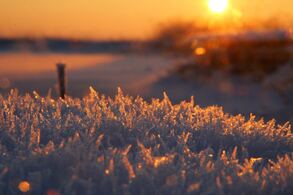 Picture of frosted grass at sunset in Colorado. 