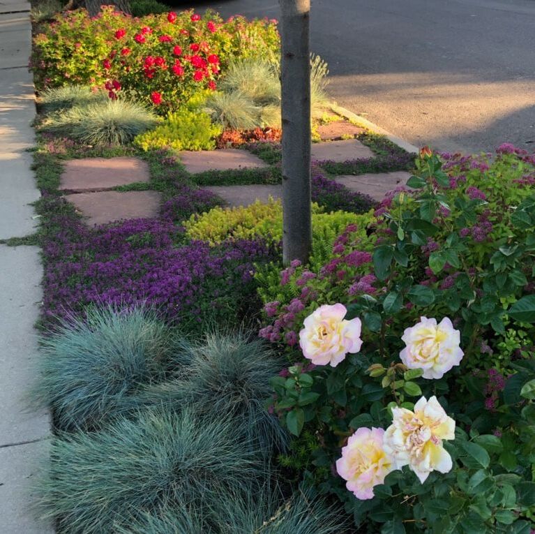 Perennial roses for Colorado and fescue grass. 