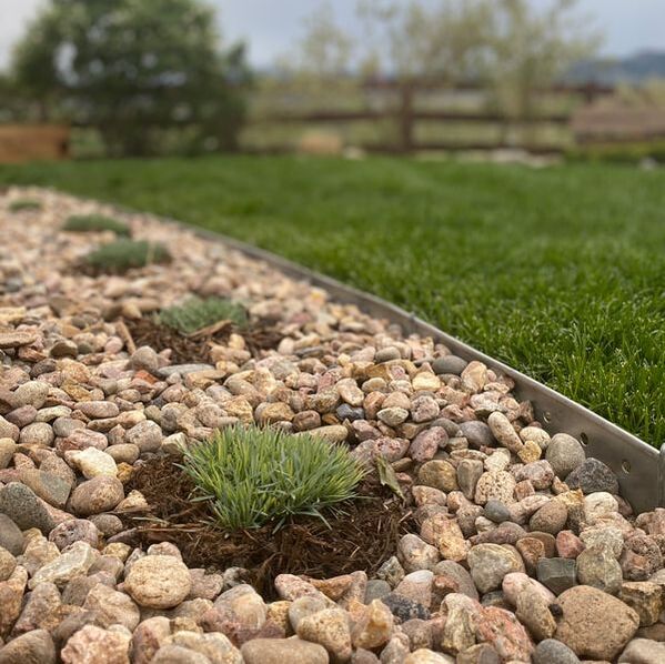 Young Fescue Grass for a drought tolerant yard in Arvada, Colorado.