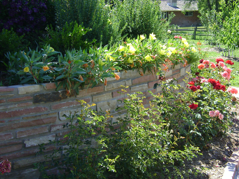 Photo of an elegant cream colored stone retaining wall for a tall, backyard raised flower bed with roses and tulips in Denver, Colorado. 