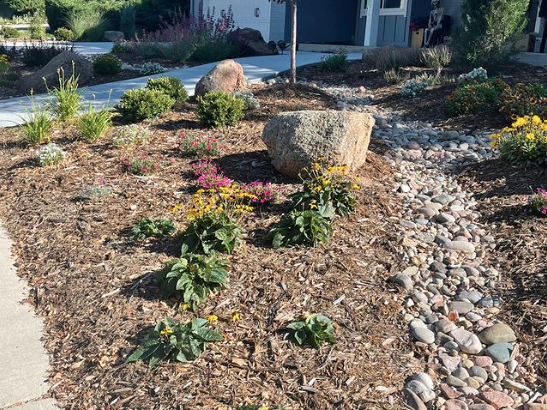 Ground covering, plant selection and river rock swale design for a sunny front yard Xeriscape in Arvada, Colorado. 