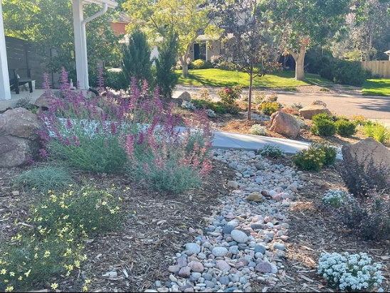 Water wise pollinator garden and river stone swale for a front yard in Arvada, Colorado. 