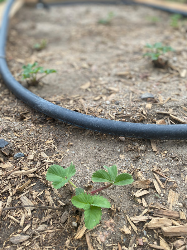 A close up photo of a programmable drip irrigation tube for a raised planter box in Denver, Colorado. 