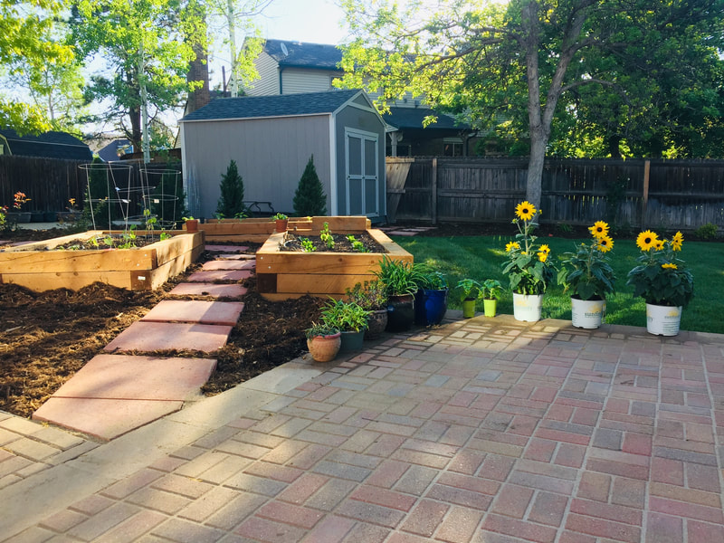 Wooden raised garden bed boxes and paver patio for a water saving backyard landscape design in Arvada, Colorado. 